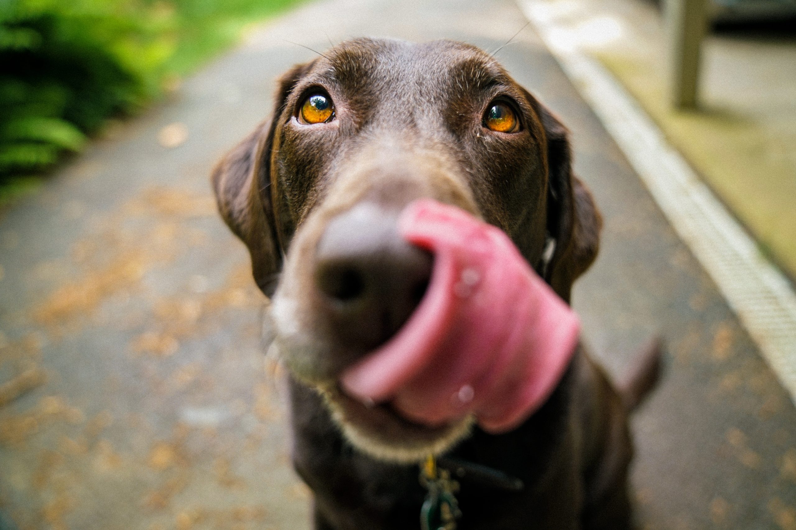 biohacking hunde